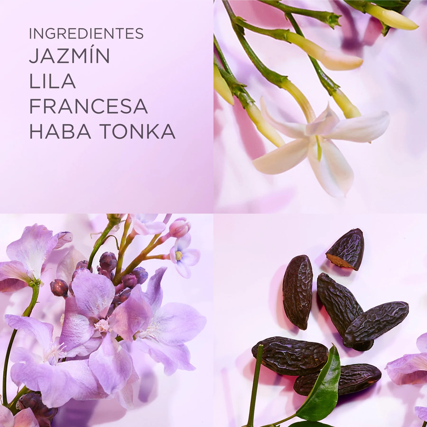Nước hoa Elizabeth Arden White Tea Eau Lilac EDT 4